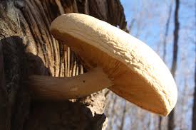 Attēlu rezultāti vaicājumam “Hypsizygus ulmarius”