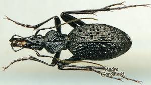 Attēlu rezultāti vaicājumam “Cychrus caraboides”