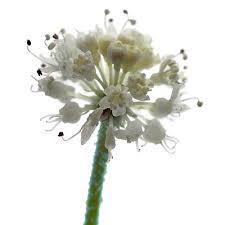 Attēlu rezultāti vaicājumam “Hydrocotyle vulgaris bud”