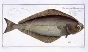 Image result for Hippoglossus hippoglossus