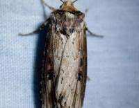 Attēlu rezultāti vaicājumam “Axylia putris”