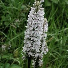 Attēlu rezultāti vaicājumam “Dactylorhiza fuchsii leaf”