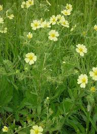 Image result for Potentilla recta