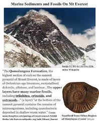 Image result for mountain top seashell