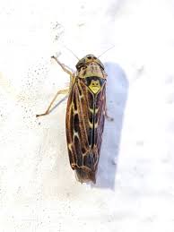 Attēlu rezultāti vaicājumam “Lamprotettix nitidulus”