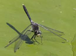 Attēlu rezultāti vaicājumam “Leucorrhinia albifrons”
