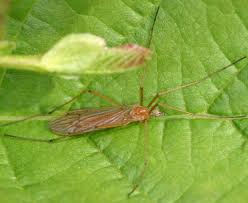 Attēlu rezultāti vaicājumam “Cribraria ferruginea”