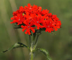 Attēlu rezultāti vaicājumam “Silene chalcedonica flower”