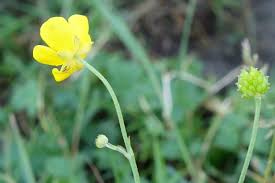 Attēlu rezultāti vaicājumam “Ranunculus polyanthemos”