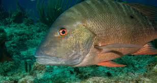 Image result for Lutjanus analis