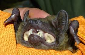 Attēlu rezultāti vaicājumam “Nyctalus noctula”