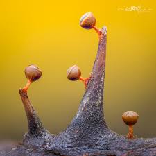 Attēlu rezultāti vaicājumam “Physarum flavicomum macro”