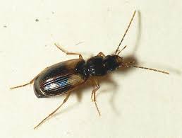 Attēlu rezultāti vaicājumam “Badister bullatus”