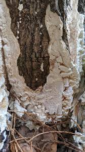 Attēlu rezultāti vaicājumam “Reticularia sp.”