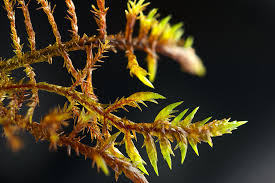 Attēlu rezultāti vaicājumam “Calliergonella cuspidata”