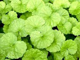 Attēlu rezultāti vaicājumam “Glechoma hederacea leaf”