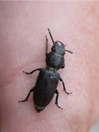 Attēlu rezultāti vaicājumam “Spondylis buprestoides”