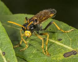 Attēlu rezultāti vaicājumam “Tenthredo campestris”