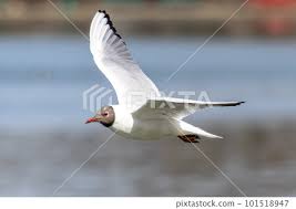 Image result for Chroicocephalus ridibundus