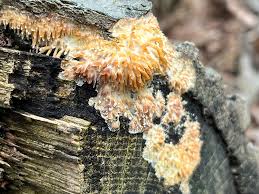 Attēlu rezultāti vaicājumam “Radulomyces confluens”