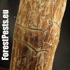 Attēlu rezultāti vaicājumam “Tomicus minor”