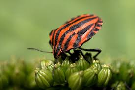Attēlu rezultāti vaicājumam “Heteroptera”