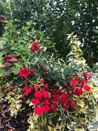 Image result for Ildblomkarse