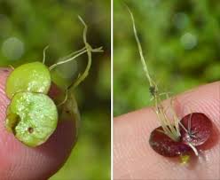 Attēlu rezultāti vaicājumam “Spirodela polyrhiza”