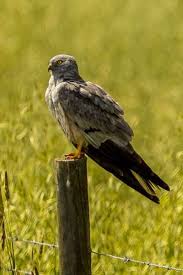 Attēlu rezultāti vaicājumam “Circus pygargus”