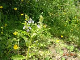 Attēlu rezultāti vaicājumam “Veronica anagallis-aquatica”
