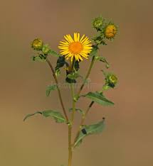 Attēlu rezultāti vaicājumam “Inula britannica flower”
