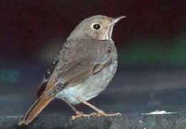 Image result for Catharus guttatus