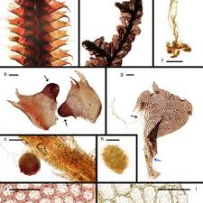 Attēlu rezultāti vaicājumam “Leiocolea rutheana sporophyte”