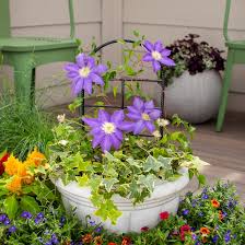 Attēlu rezultāti vaicājumam “Clematis flower”