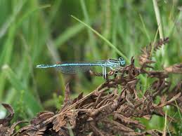 Attēlu rezultāti vaicājumam “Platycnemis pennipes”