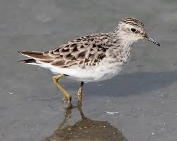 Image result for Calidris subminuta