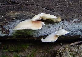 Attēlu rezultāti vaicājumam “Crepidotus applanatus”