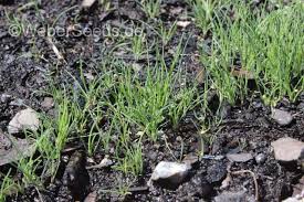 Attēlu rezultāti vaicājumam “Corynephorus canescens leaf”