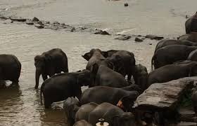 Image result for pinawella