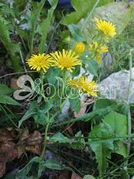 Attēlu rezultāti vaicājumam “Inula britannica”