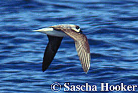 Image result for Pterodroma feae