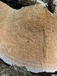 Attēlu rezultāti vaicājumam “Trichaptum biforme”