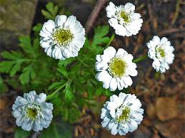 Image result for Tanacetum parthenium