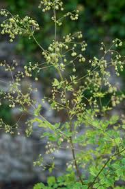 Attēlu rezultāti vaicājumam “Thalictrum minus leaf”