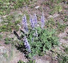 Image result for Lupinus polyphyllus Lindl.