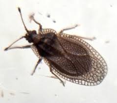 Attēlu rezultāti vaicājumam “Acalypta carinata”