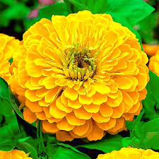 Image result for Dahlia x pinnata `Decorative Giants`