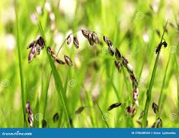 Attēlu rezultāti vaicājumam “Melica nutans”