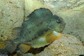 Image result for Cyclopterus lumpus