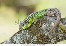 Attēlu rezultāti vaicājumam “Lacerta agilis male”